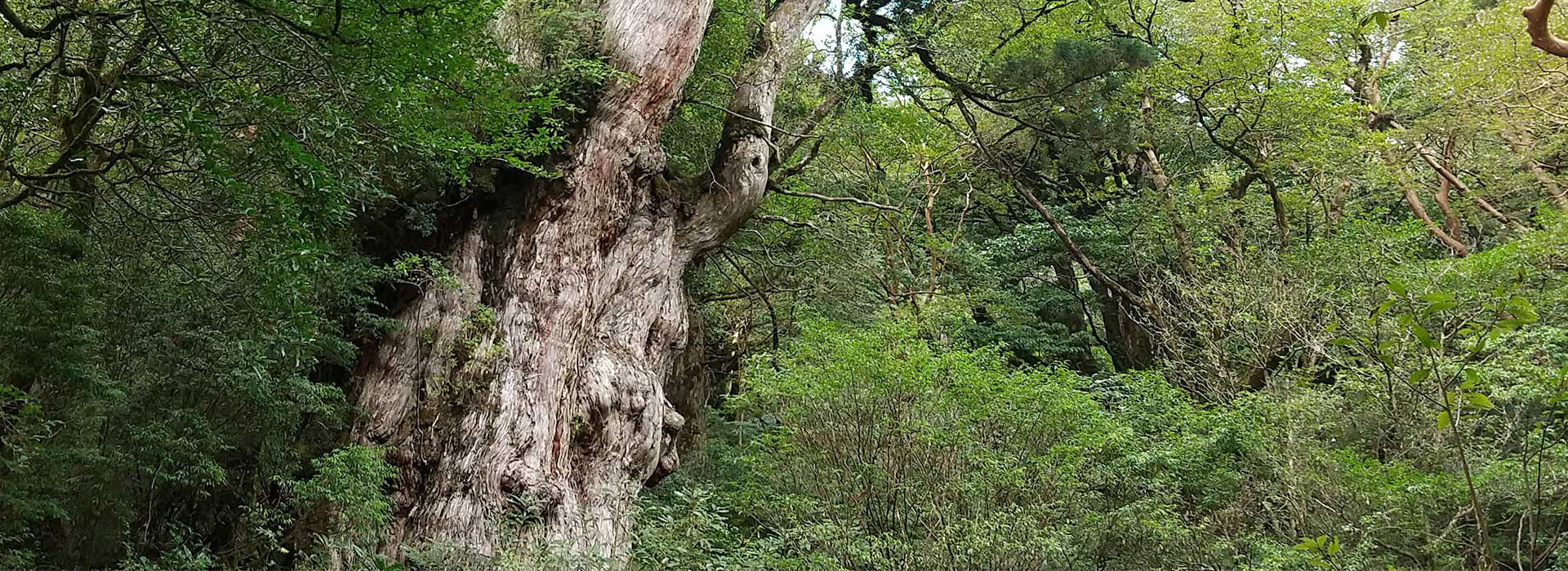 YakushimaFestival Jomon Cedar and Yakusugi Giant Trees